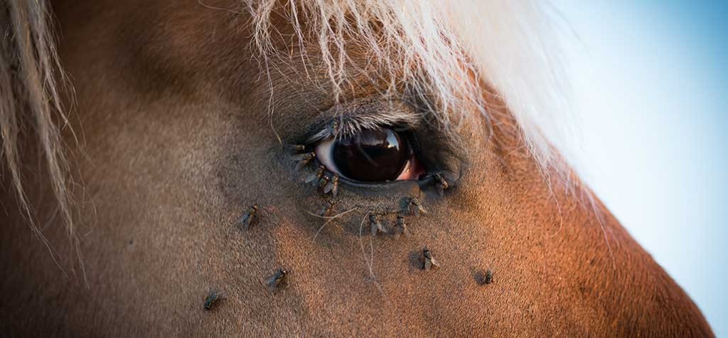 Horse hair loss : r/Horses